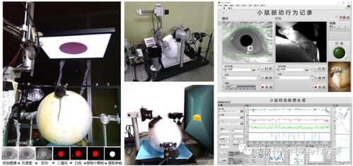 定制化科研仪器介绍 小动物眼动追踪和虚拟现实仪器